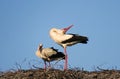 White stork couple. Ciconia ciconia. Latvia.